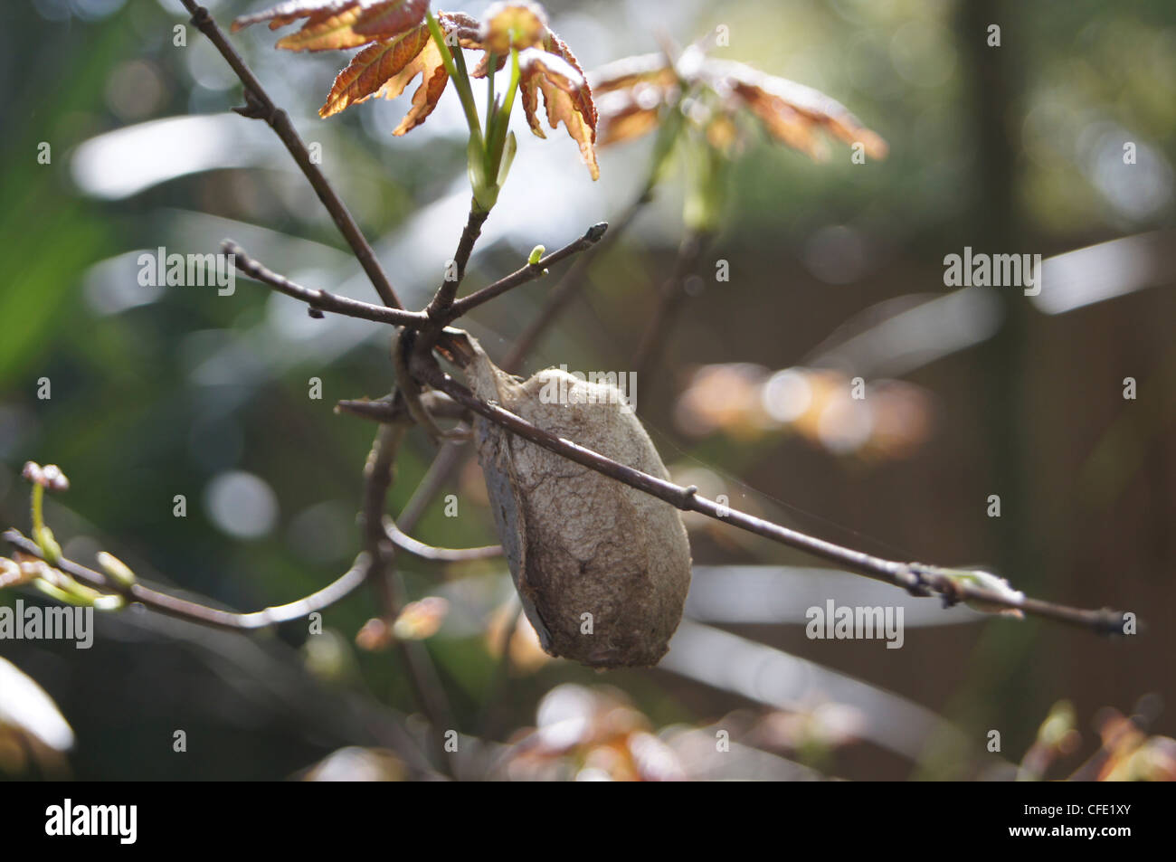 Giant silk moth cocoon on red maple tree Stock Photo