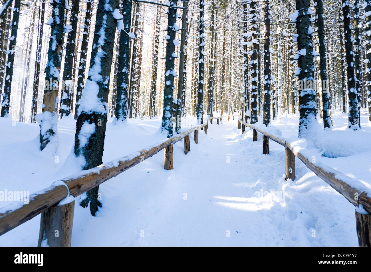 Mountain pine forest in winter Stock Photo - Alamy