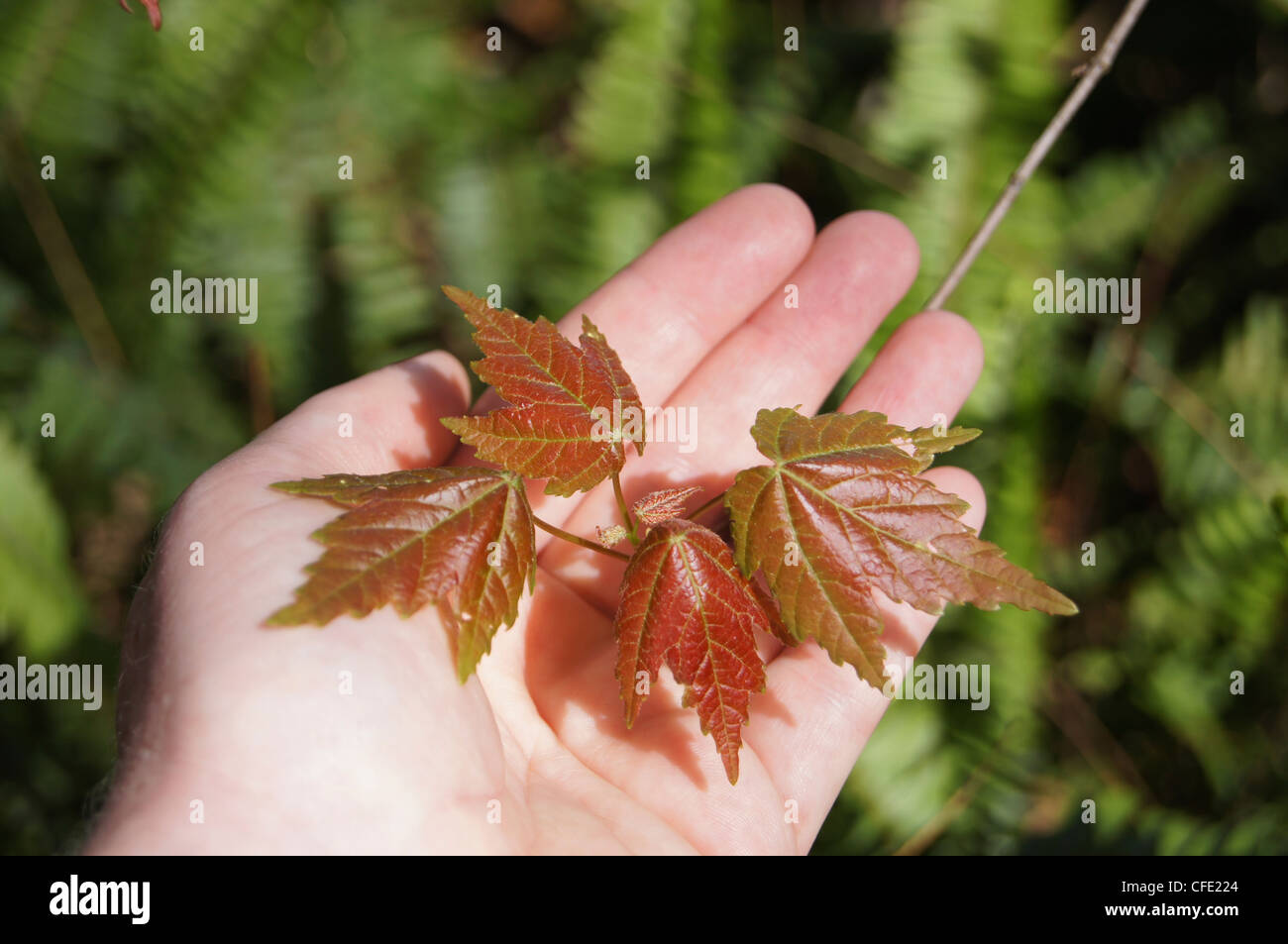 Young red maple leaves in hand Stock Photo Alamy