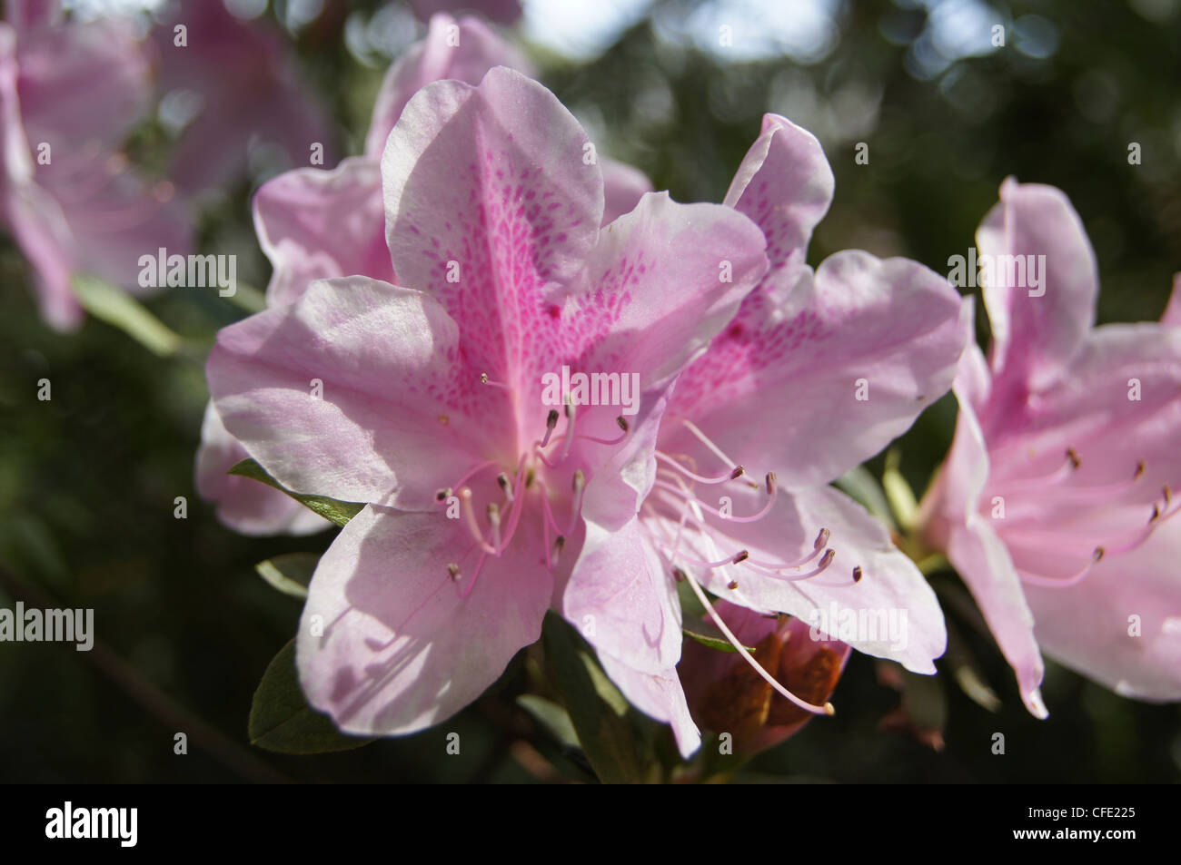 Light pink indica azalea flowering shrub Stock Photo