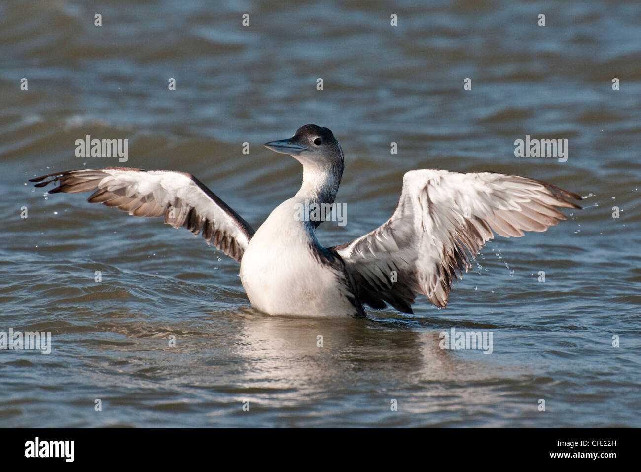 Common Loon flapping its wings Stock Photo Alamy