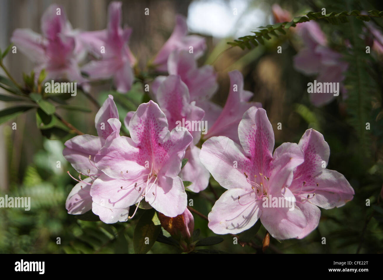 Light pink indica azalea flowering shrub Stock Photo
