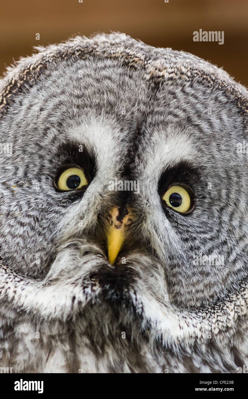 A confused and cross eyed facial expression from a Great Grey Owl in a barn Stock Photo