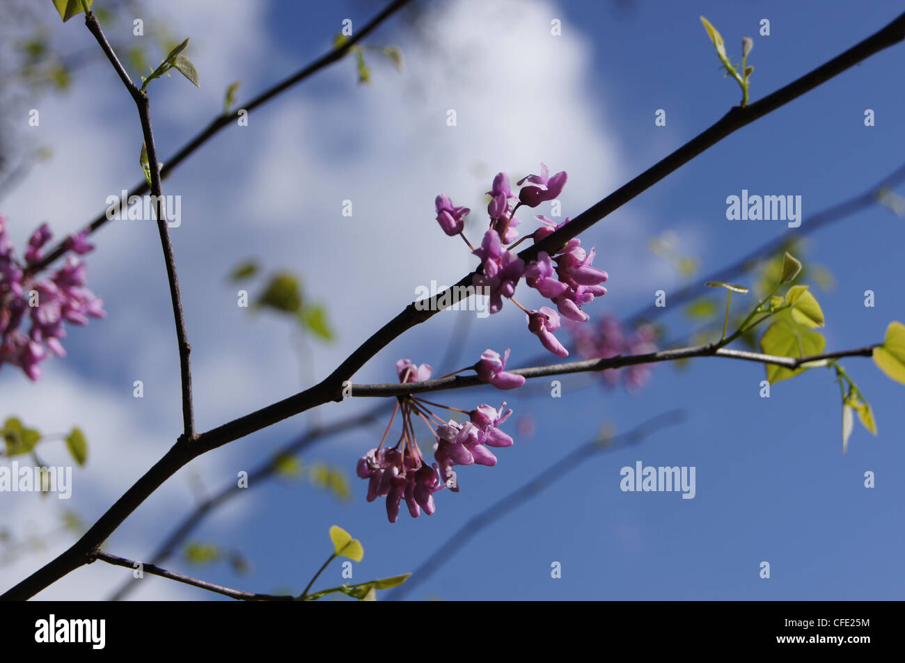Eastern Redbud Cercis canadensis native flowering tree branch Stock Photo