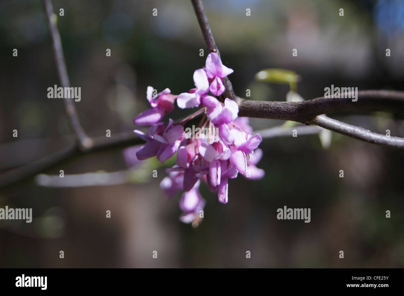 Eastern Redbud Cercis canadensis blooming branch Stock Photo
