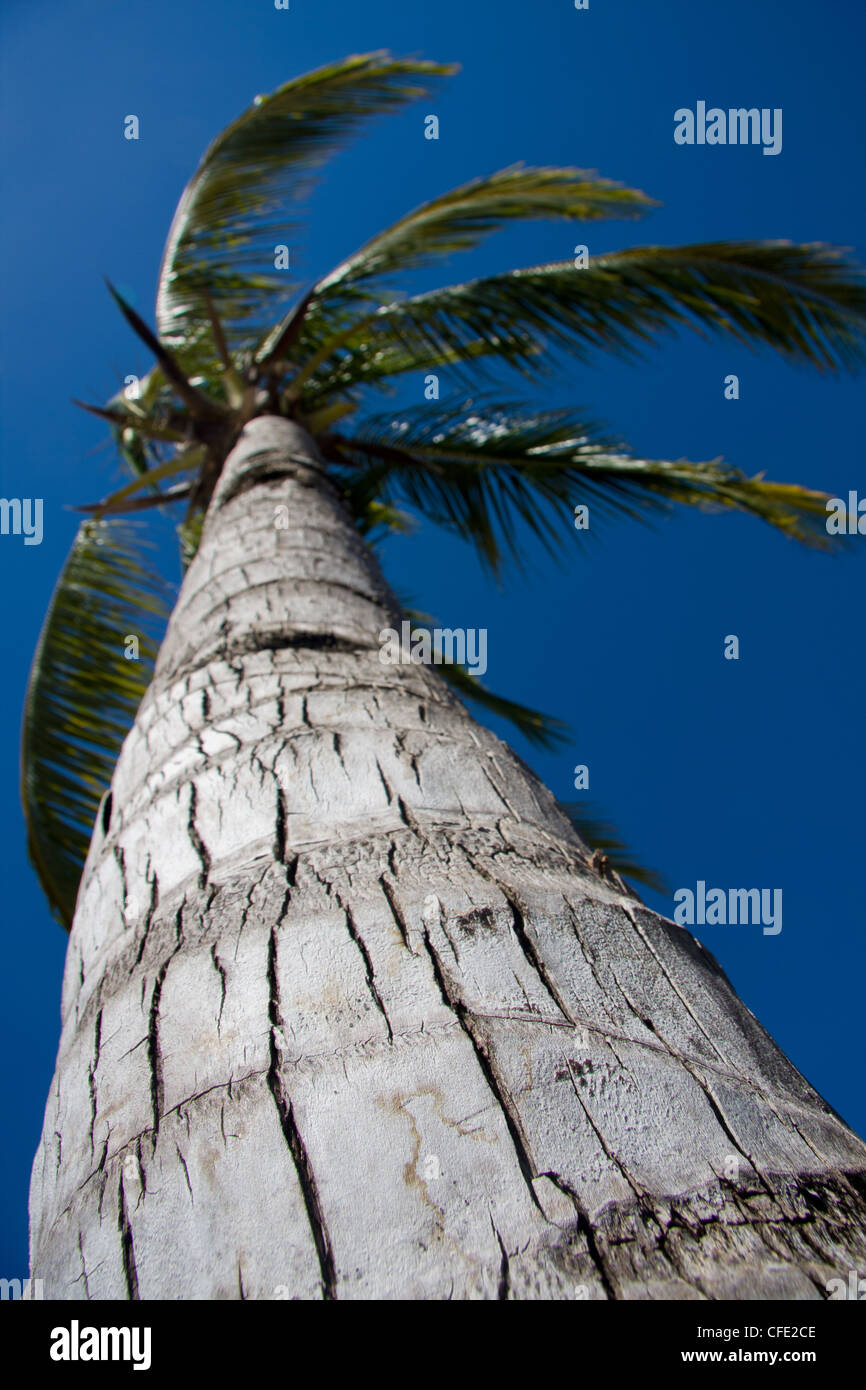 Close up of the trunk of a coconut palm tree, Viti Levu, Fiji. Stock Photo
