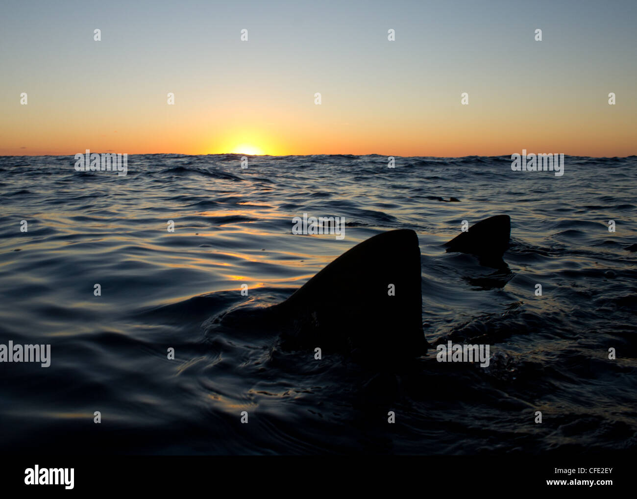 Lemon Shark Fins at Sunrise Stock Photo Alamy