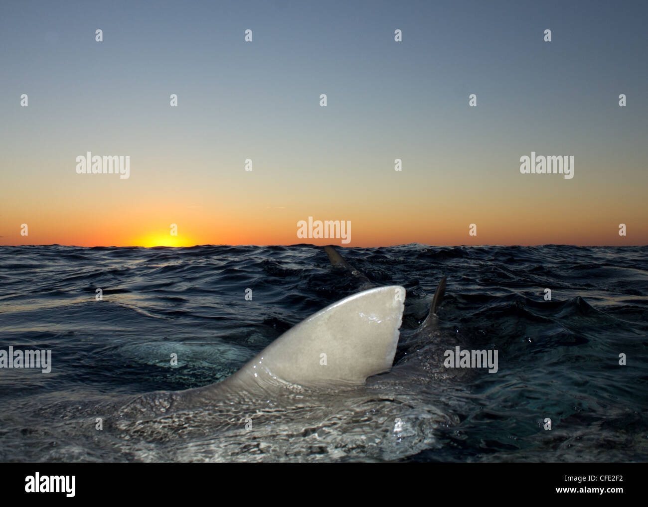 Lemon Shark Fins at Sunrise Stock Photo Alamy
