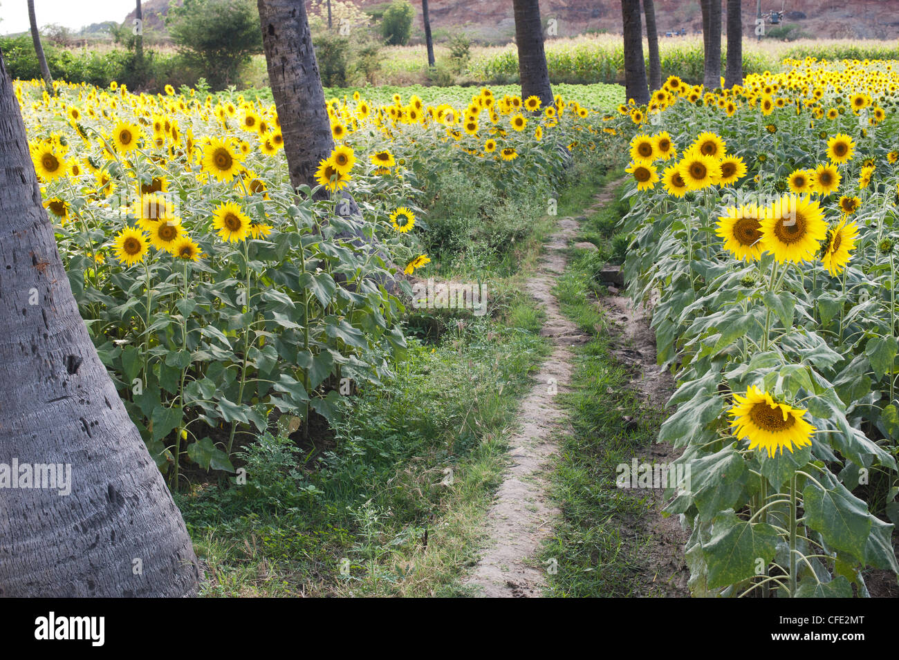 Sunflower field in the Indian countryside, Andhra Pradesh, India Stock