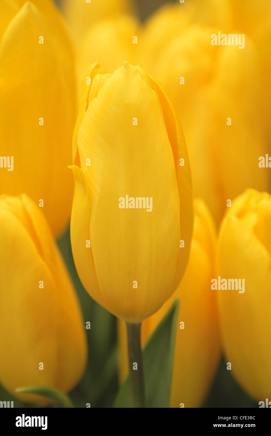 Details image in field of yellow tulips Stock Photo - Alamy