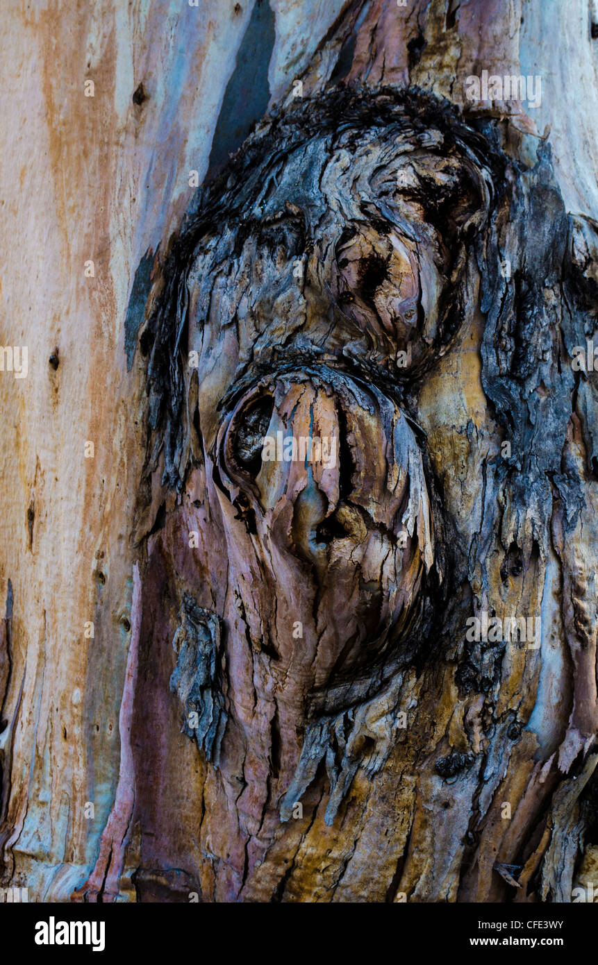 Bristle cone pine tree knots. Stock Photo