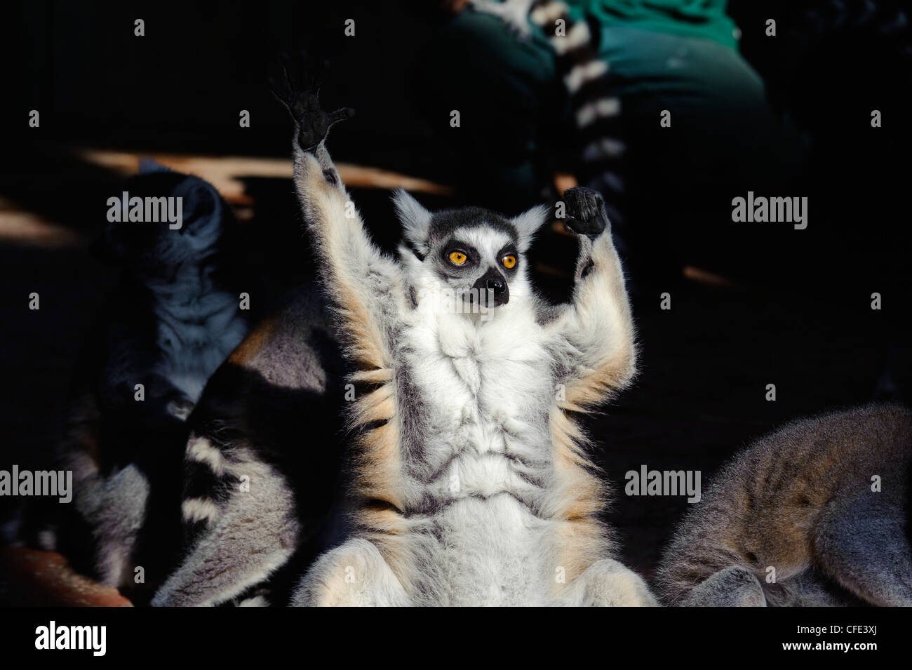 ring-tailed lemur (Lemur catta) in the Tropariumin Tierpark Hagenbeck, Hamburg Germany Stock Photo