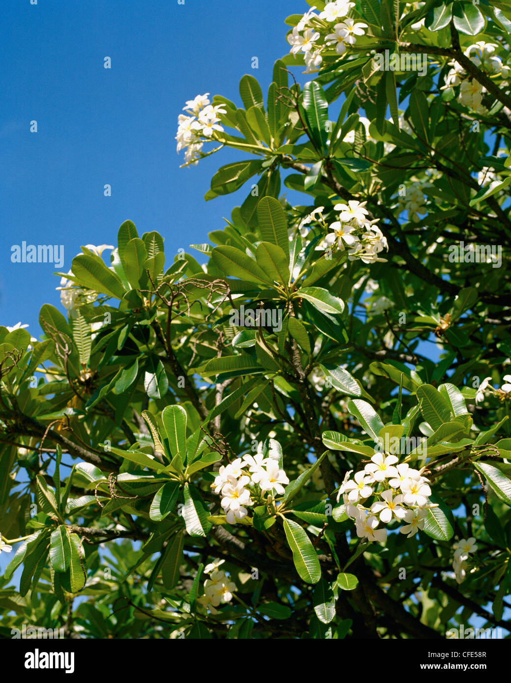 Singapore plumeria bush Maui Hawaii Stock Photo Alamy