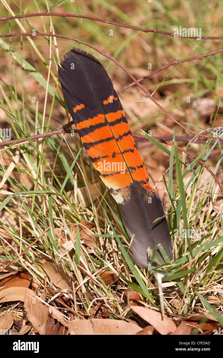 Tail Feather Redtailed Black Cockatoo. Calptorlrynchus banksi Stock Photo Alamy Tail Feather Redtailed Black Cockatoo. Calptorlrynchus banksi Stock Photo Alamy