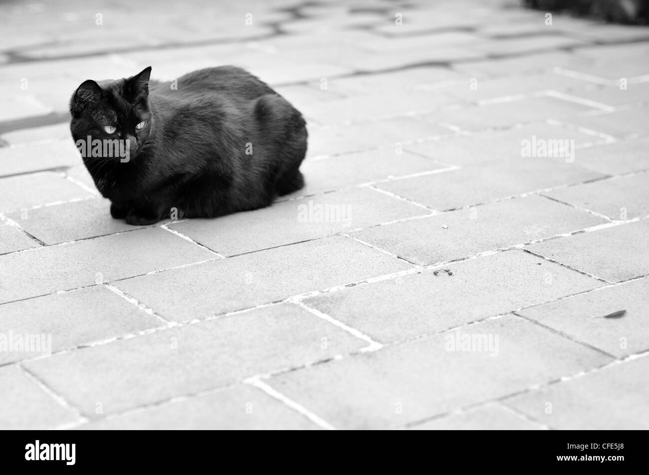 Black female cat sitting alone on tiled floor - Black and white Stock Photo