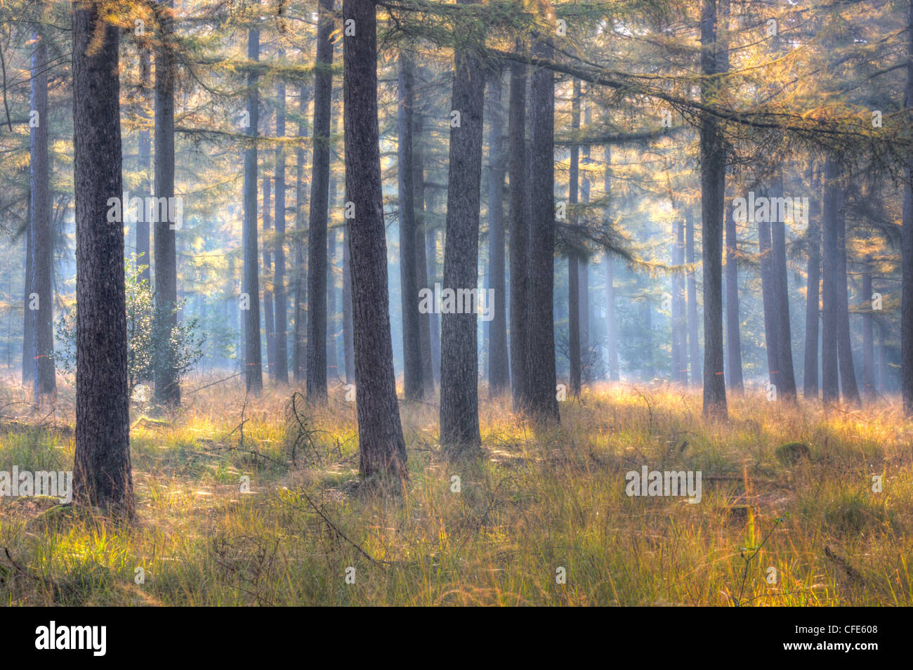 A forest with Larch trees, Purple Moor Grass and Wavy Hair-grass in the hazy light of early morning in autumn. Stock Photo