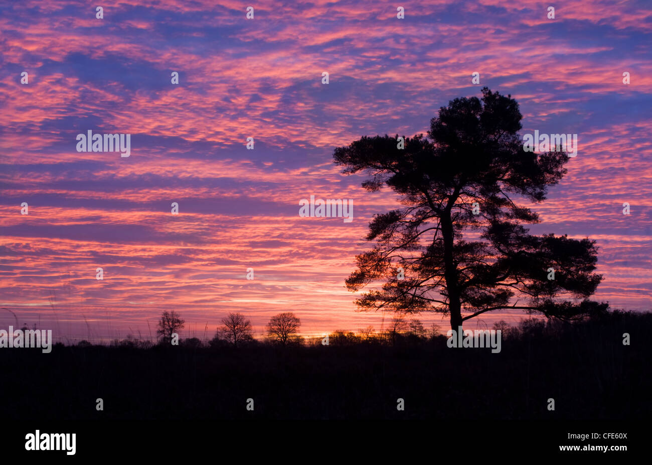Silhouette of a Scots pine (pinus sylvestris) under purple clouds just before sunrise Stock Photo