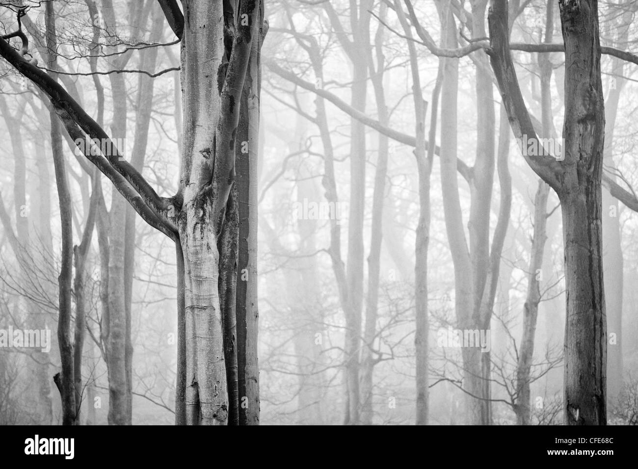 England, Tyne & Wear, Holywell Dene. Atmospheric Black & White image of