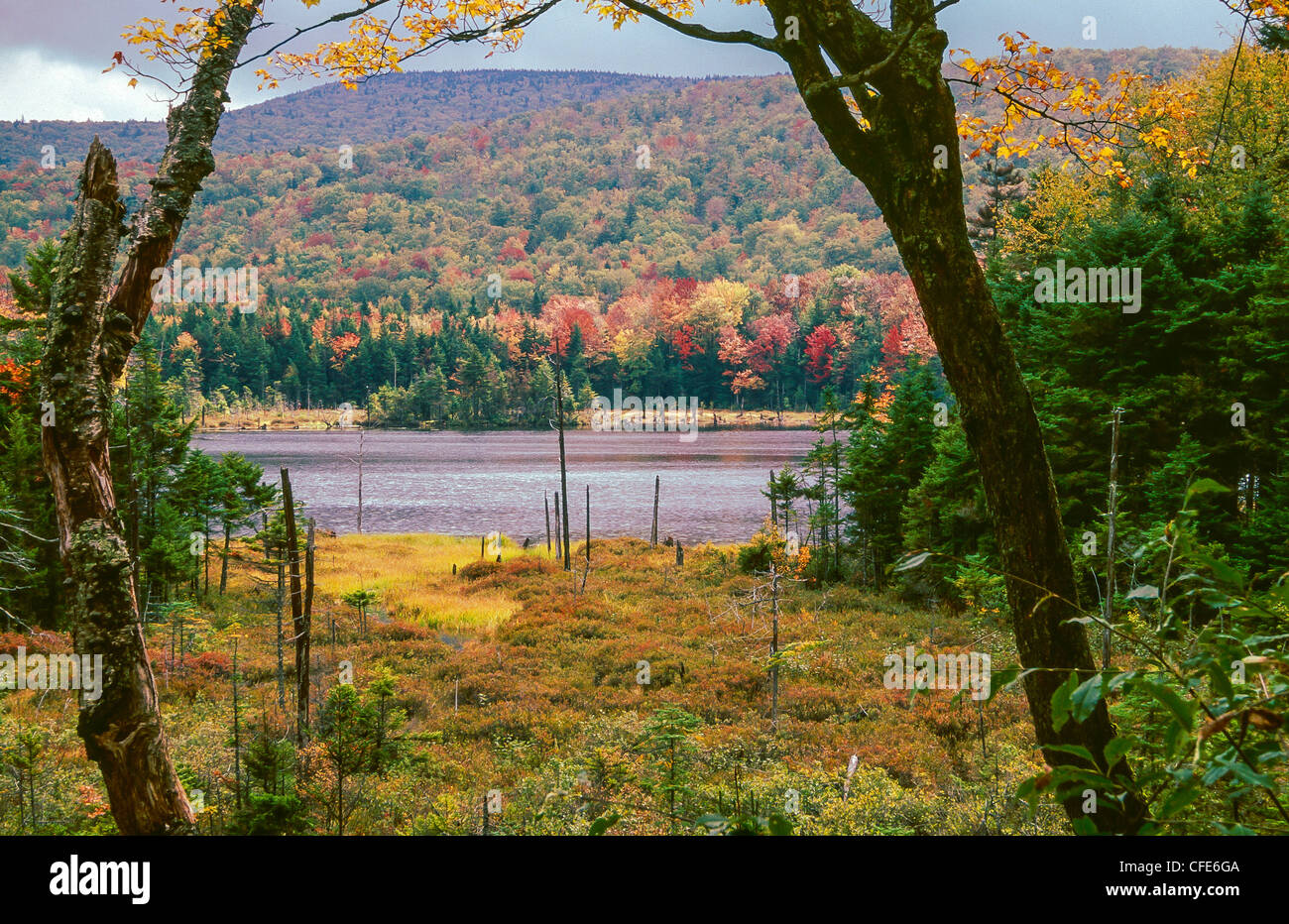 Autumn a view into the forest Stock Photo - Alamy