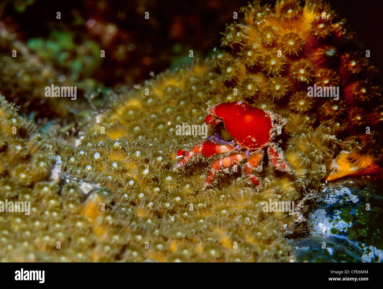 Cryptic teardrop crab Pelia mutica Stock Photo