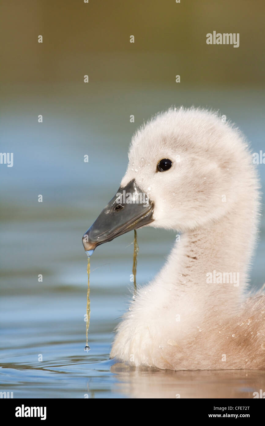 Swan Cygnet Stock Photo