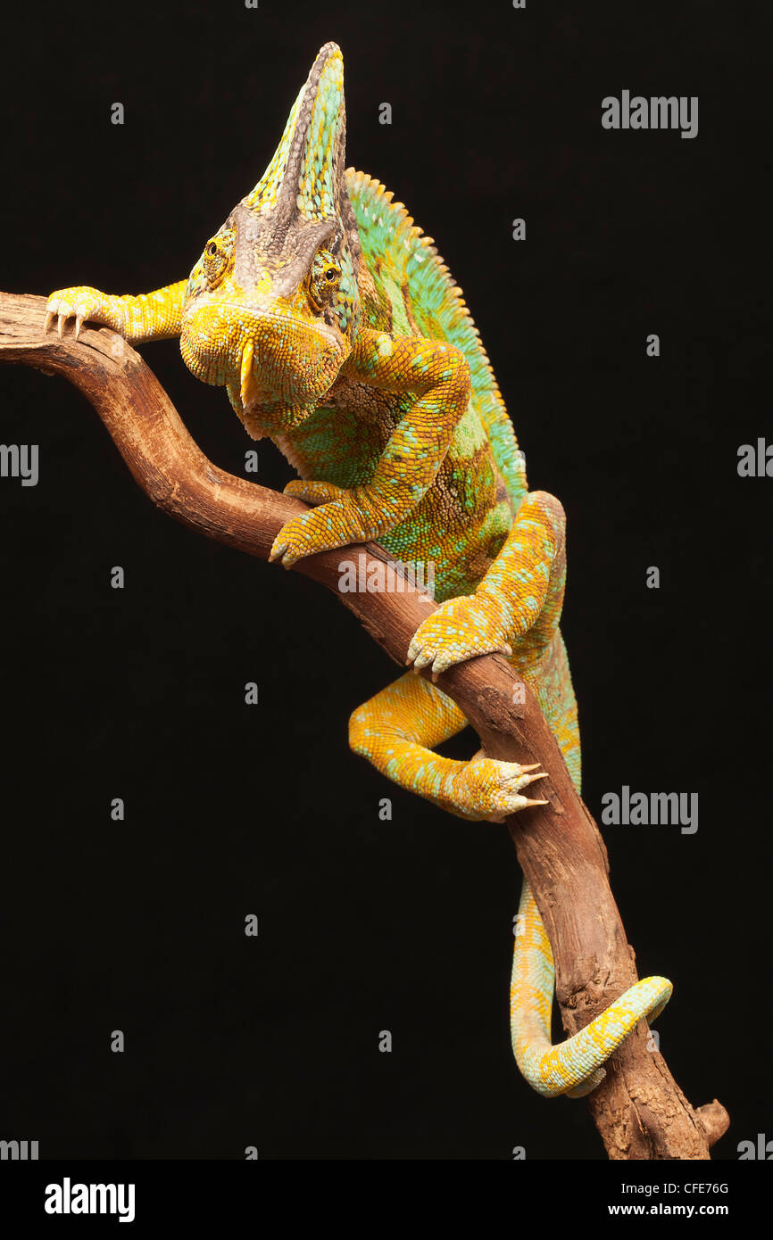 Yemen (Veiled) Chameleon, chamaeleo calyptratus. Stock Photo