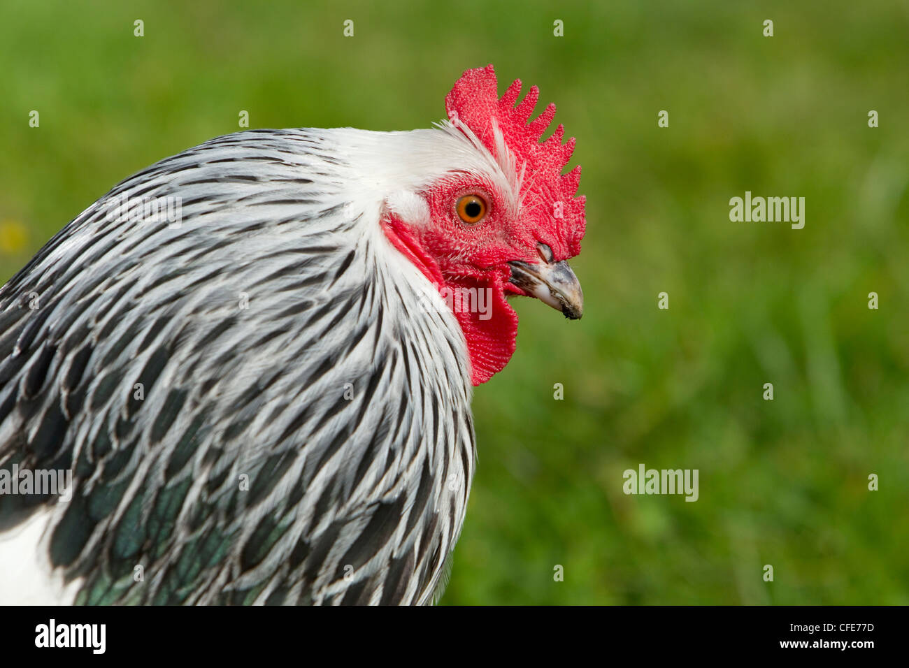 Sussex Domestic Chicken Breed Essex, UK BI021218 Stock Photo