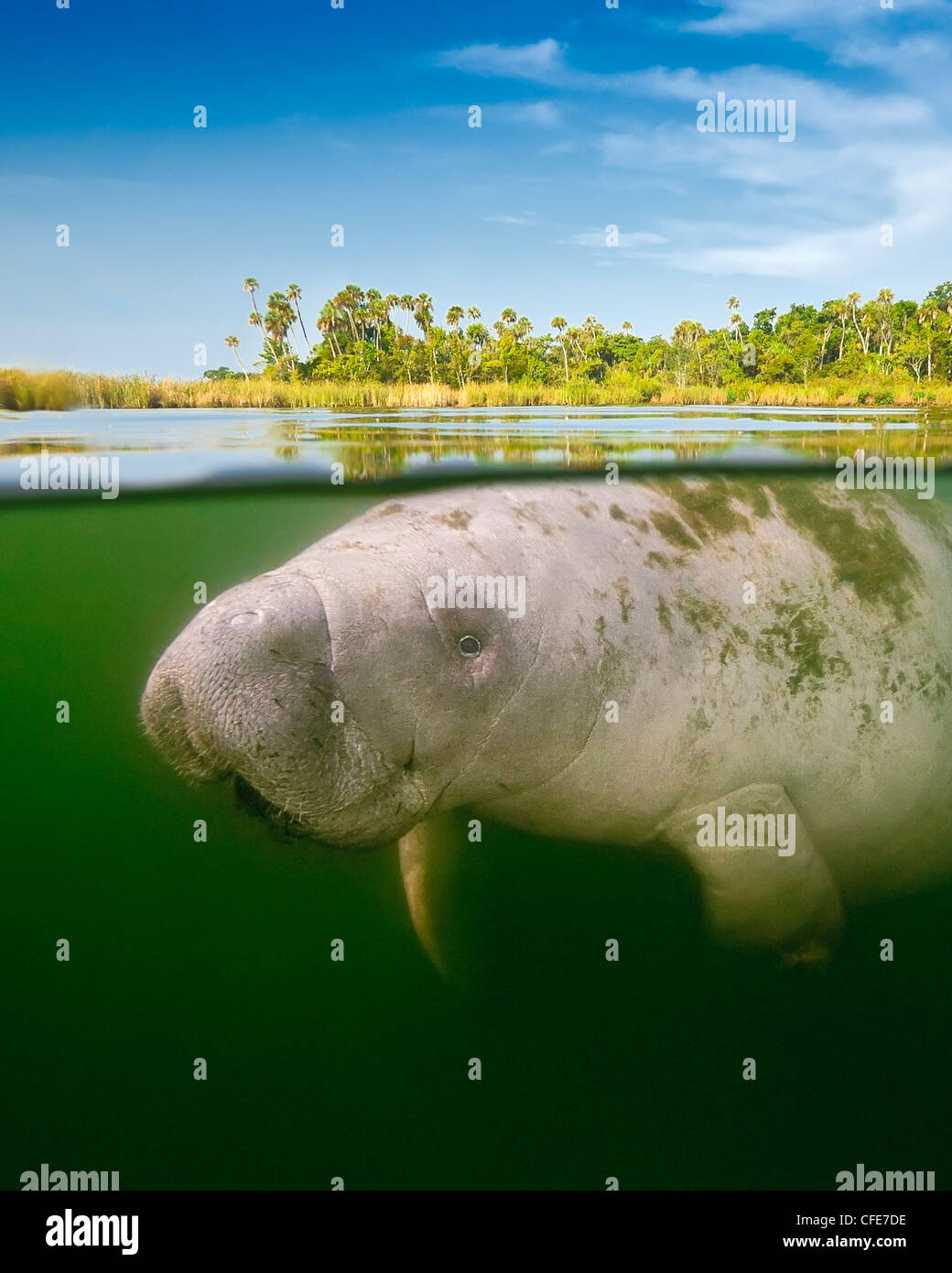 Crystal River Manatee Stock Photos & Crystal River Manatee Stock Images