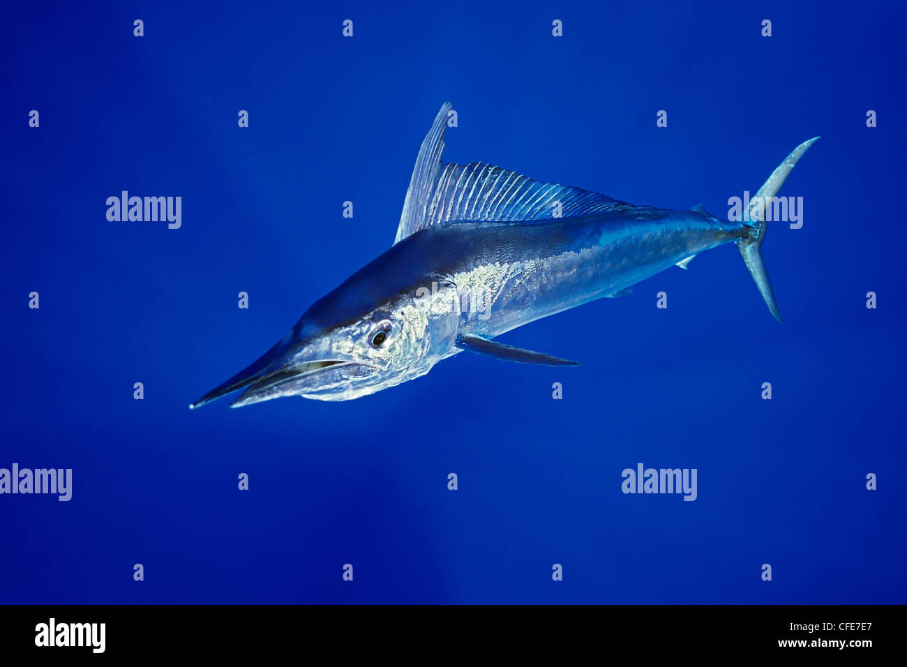 Marlin Fish Stock Photos & Marlin Fish Stock Images Alamy