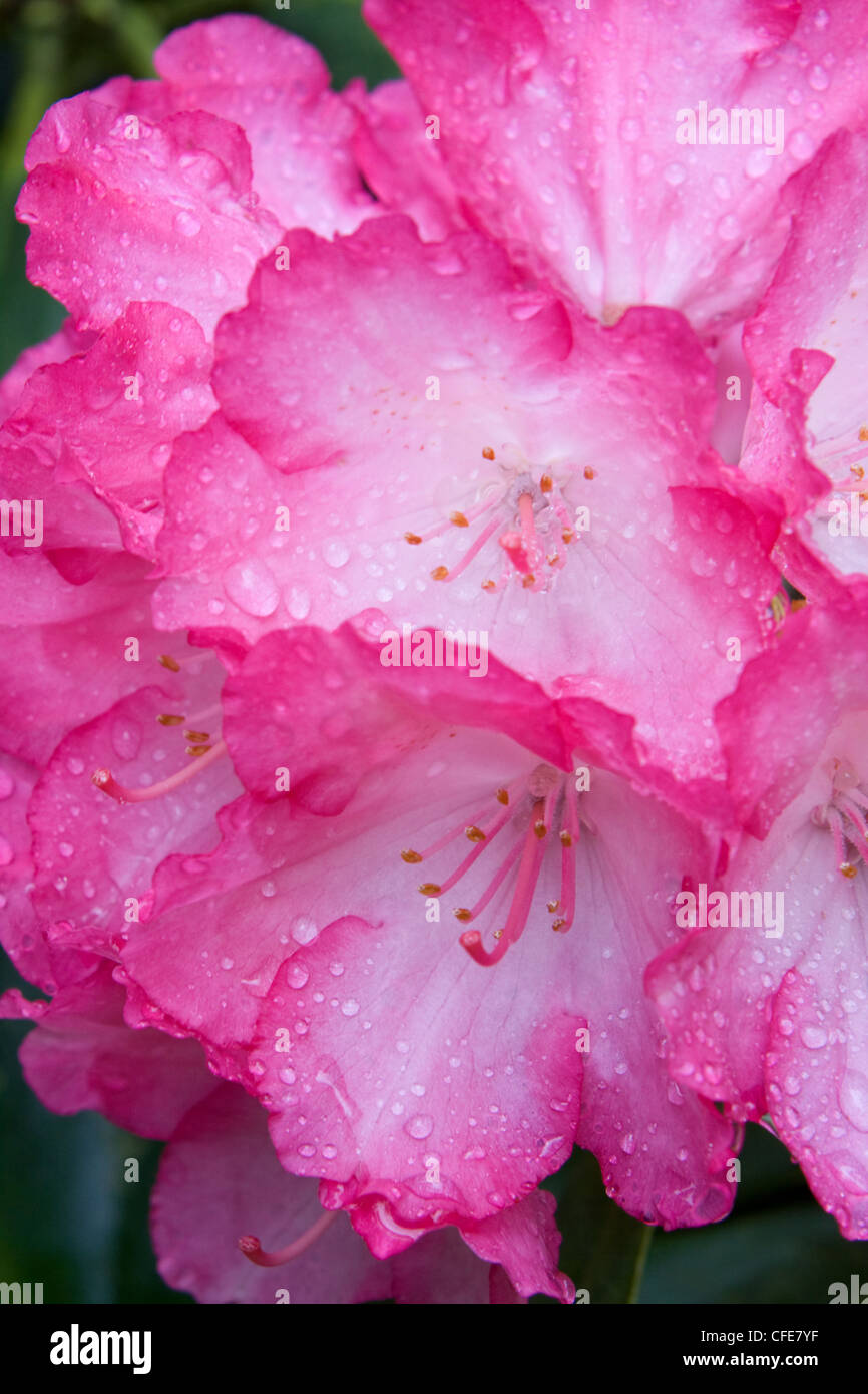 Rhododendron Fantastica flowers Stock Photo