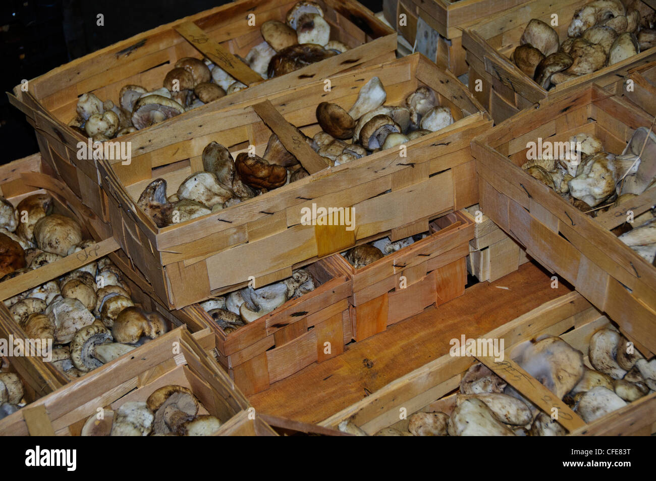 Hospitals and catering businesses the flower market hires stock