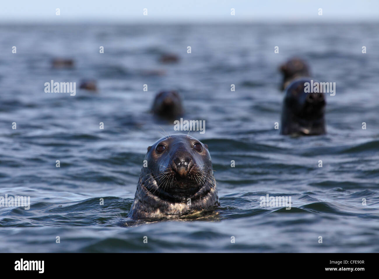 Flock of Grey Seals (Halichoerus grypus). Baltic Sea. Europe, Estonia Stock Photo