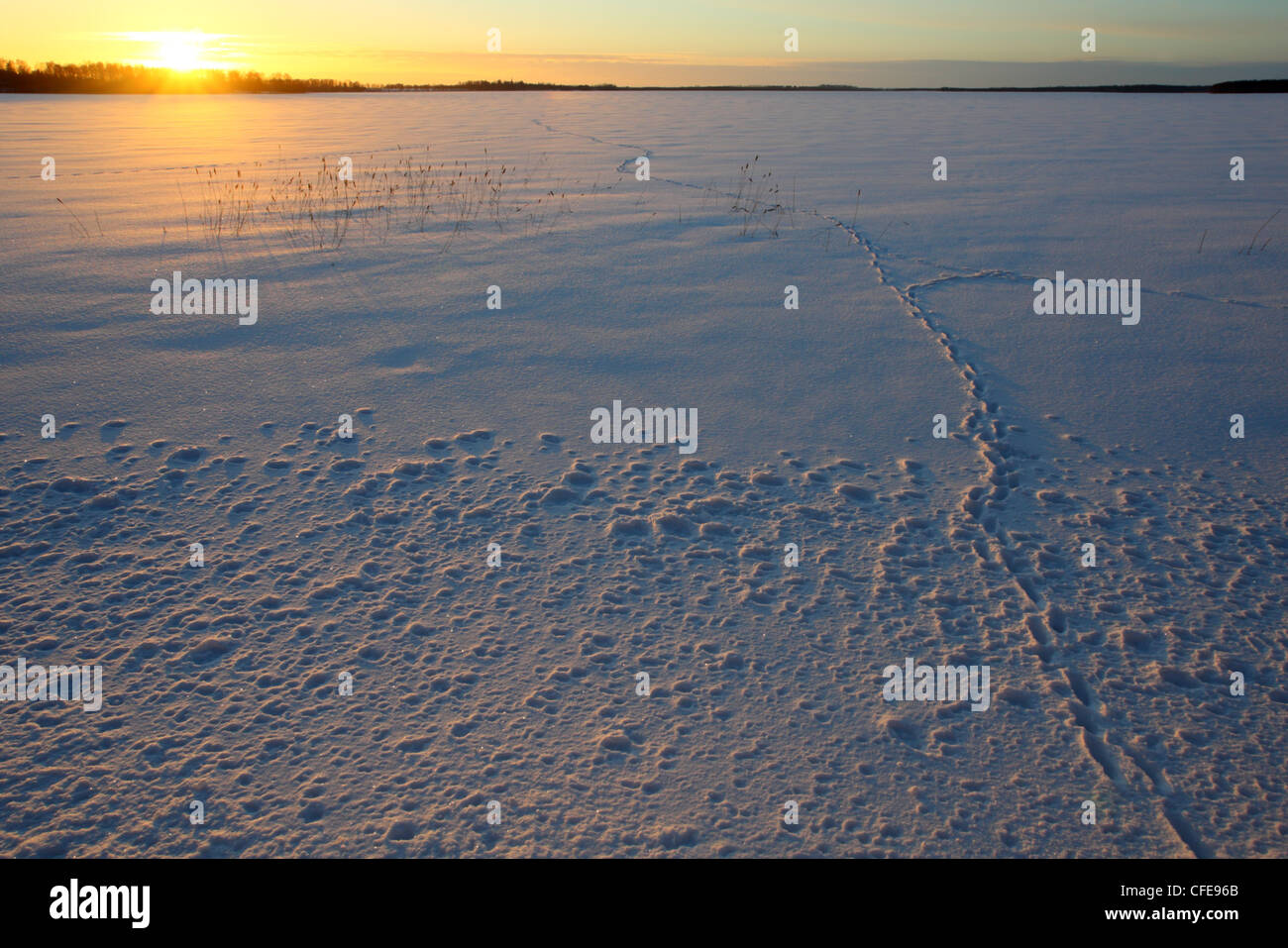 Red Fox tracks at frozen lake Saadjärv, Estonia, Europe Stock Photo