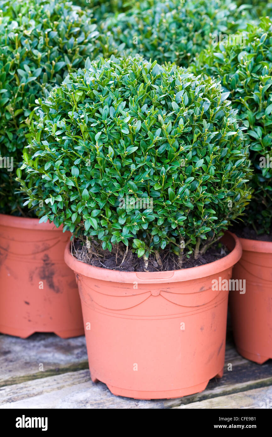 clipped buxus sempervirens in plant pots Stock Photo