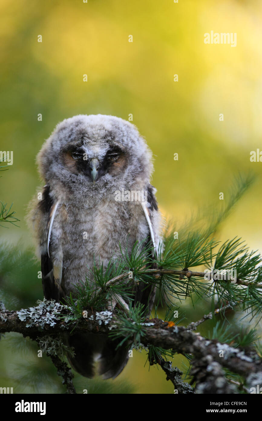 Young Long-eared Owl (Asio otus) is taking a nap. Stock Photo