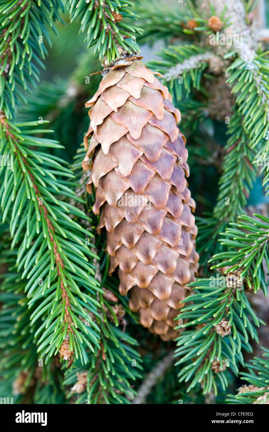 pine cone picea abies frohburg Stock Photo