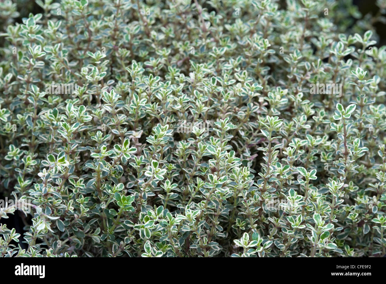 thyme thymus silver queen Stock Photo