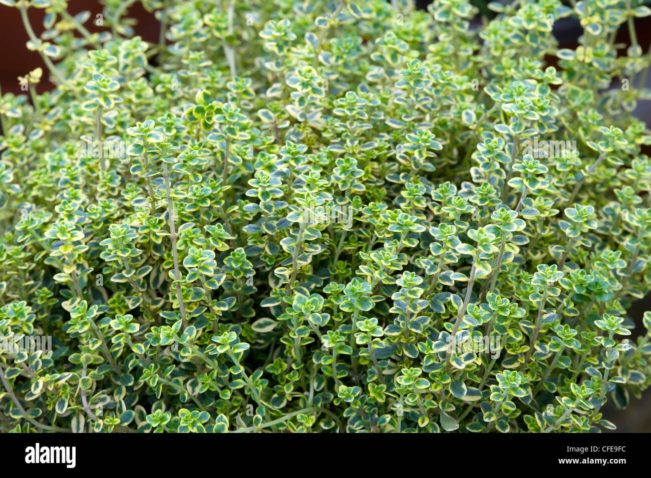 thymus vulgaris faustini Stock Photo Alamy
