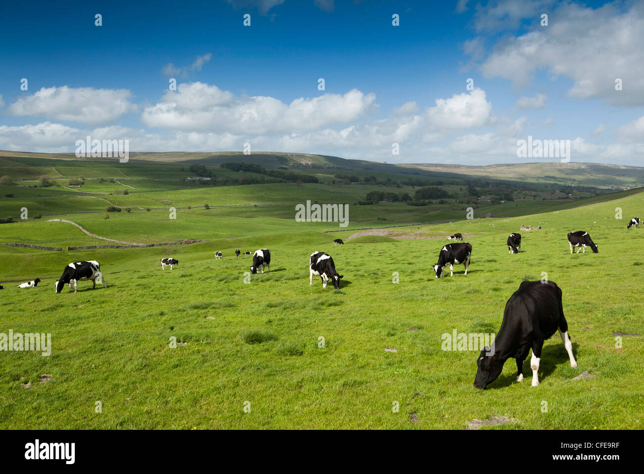 UK, England, Yorkshire, Wensleydale, Hawes, dairy farming pasture land grazed by fresian cows Stock Photo