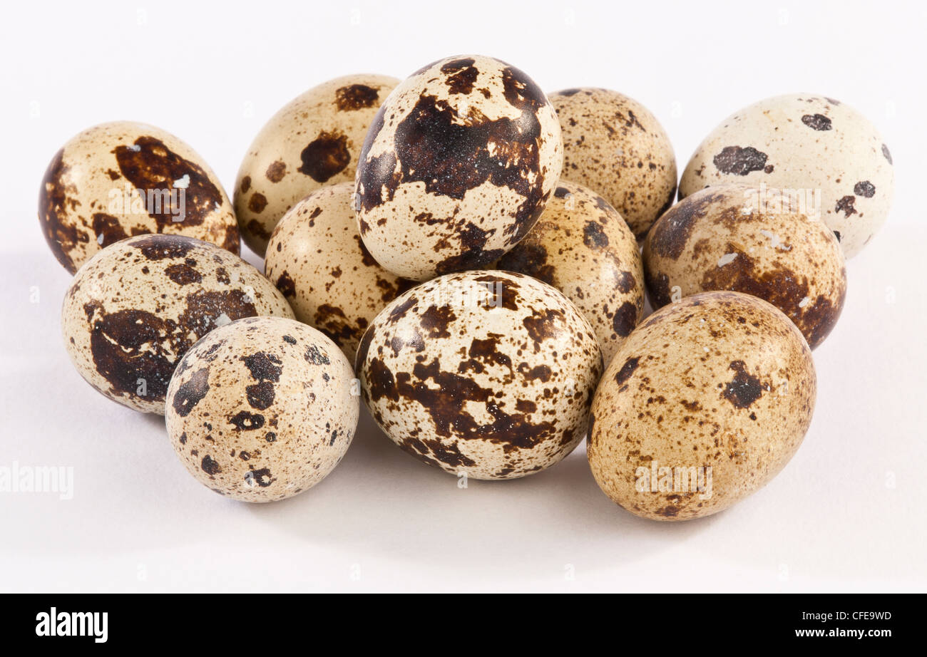 One dozen speckled Quails eggs on a white background Stock Photo