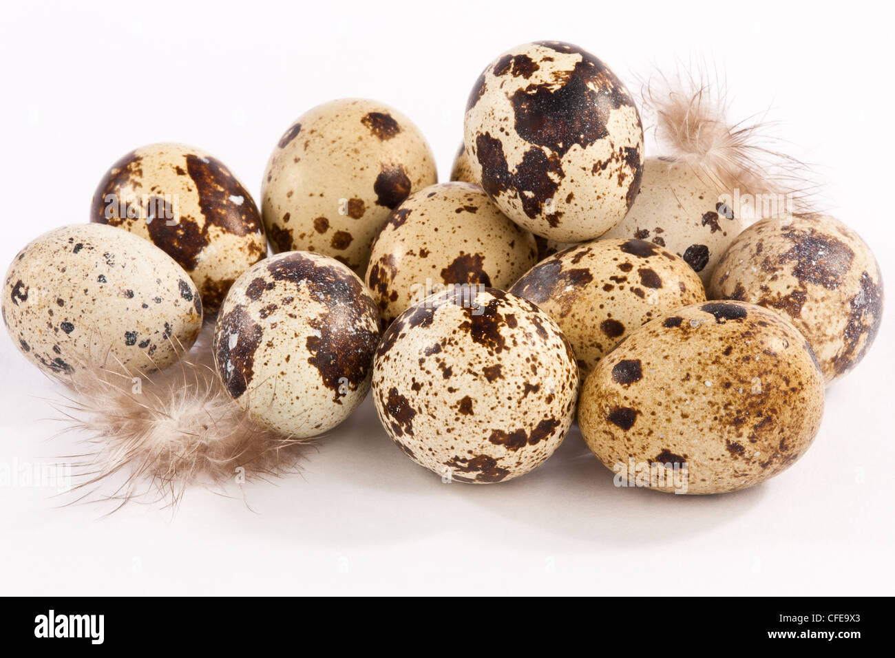 Twelve Quails eggs with feathers on a white back ground Stock Photo
