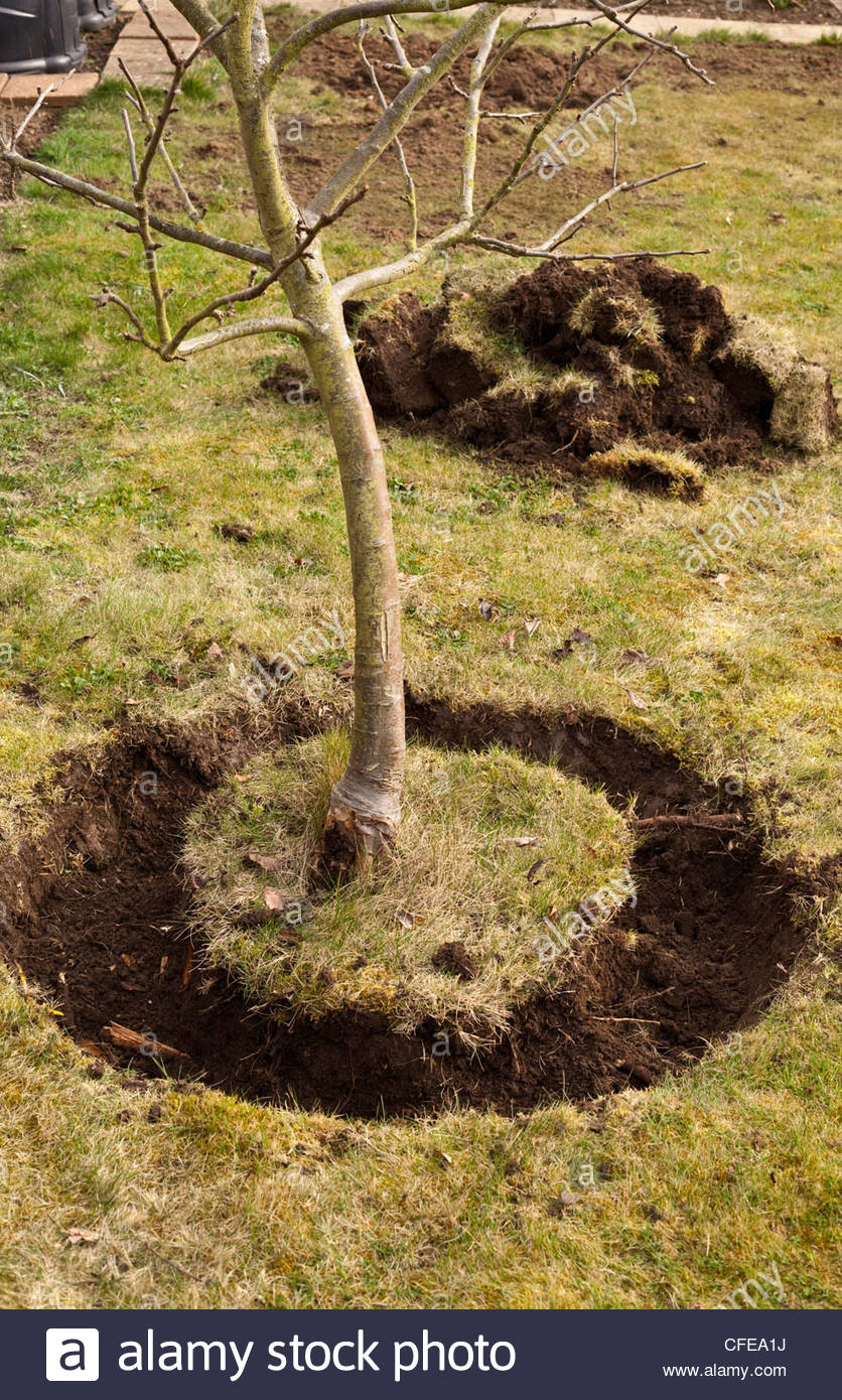 Rootball Stock Photos & Rootball Stock Images Alamy