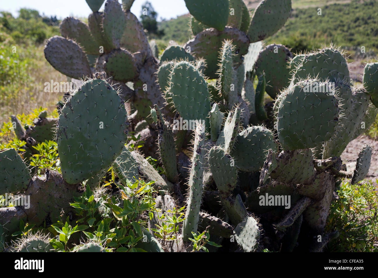Cactus (Opuntia sp. ). Long established introduction. Here at Debre Libanos. Ethiopia. Stock Photo