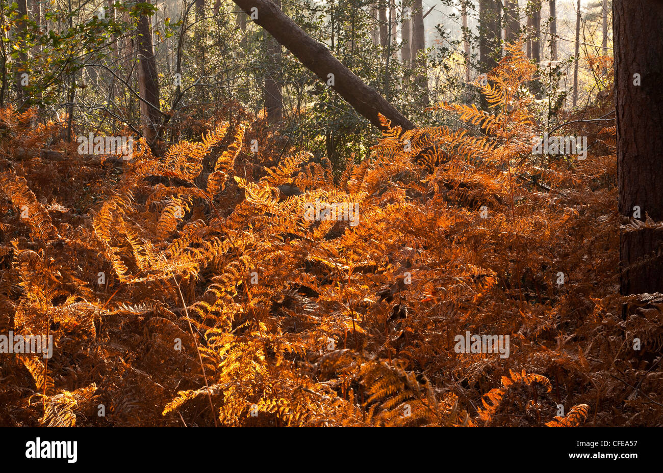 Atmospheric woodland floor hi-res stock photography and images - Alamy