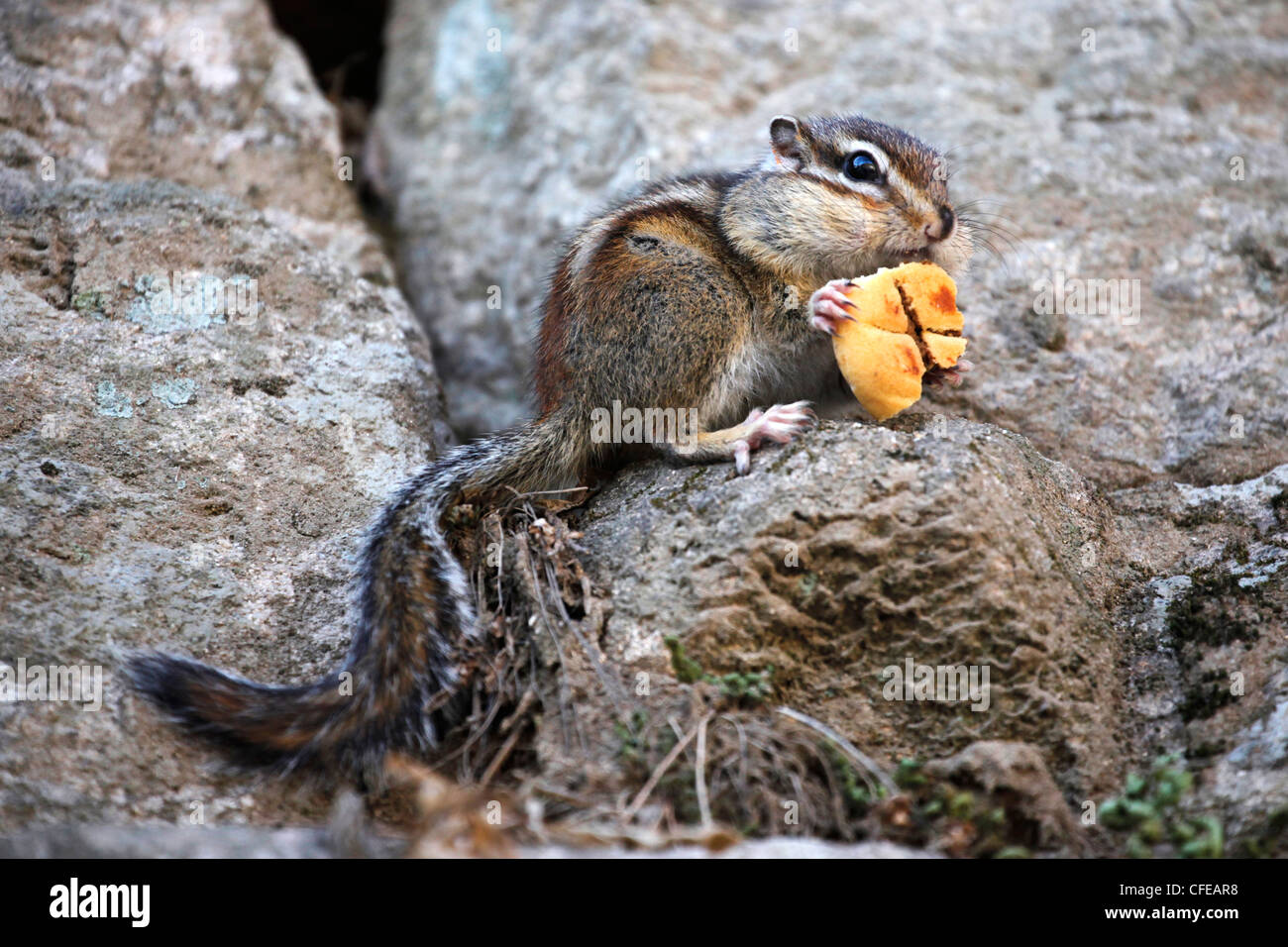 Squirrel in Gyeongju, South Korea Stock Photo - Alamy