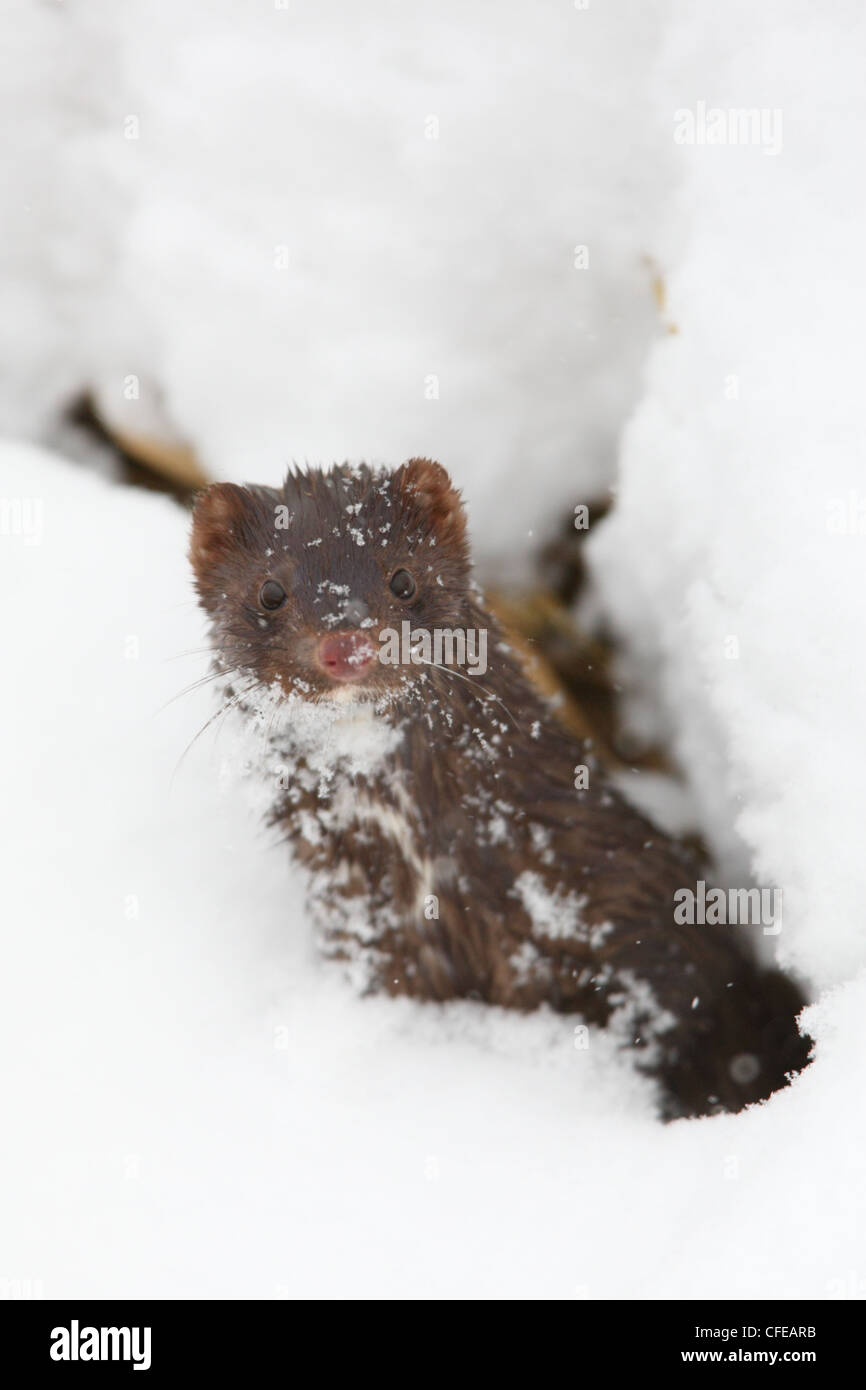 Portrait of Wild American Mink (Mustela vison). Europe Stock Photo