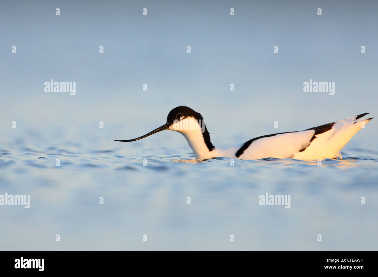 Avocet (Recurvirostra avosetta) swimming in the water. Europe Stock Photo