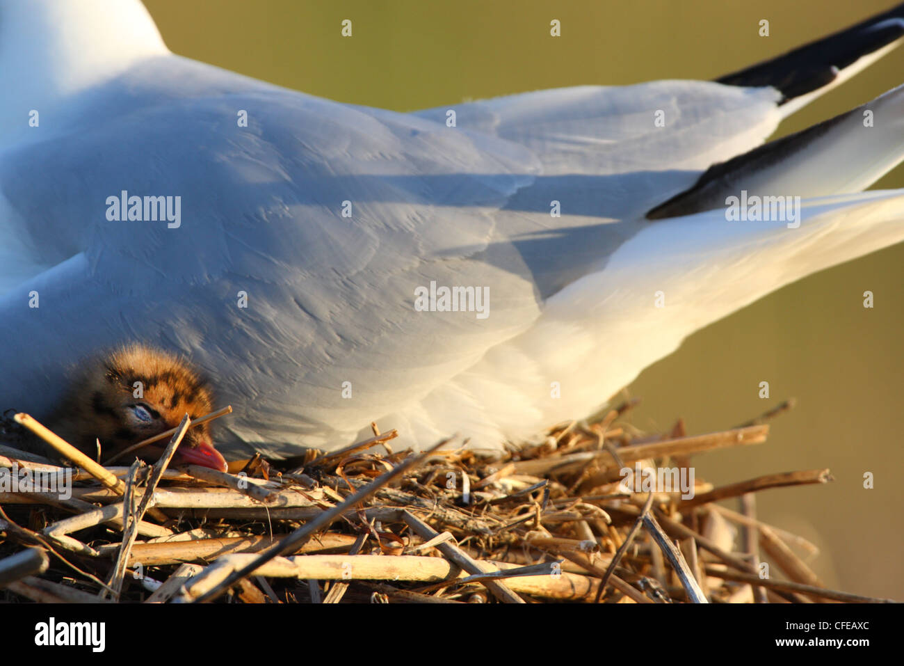 Black-headed Gull (Larus ridibundus) chick is sleeping. Stock Photo