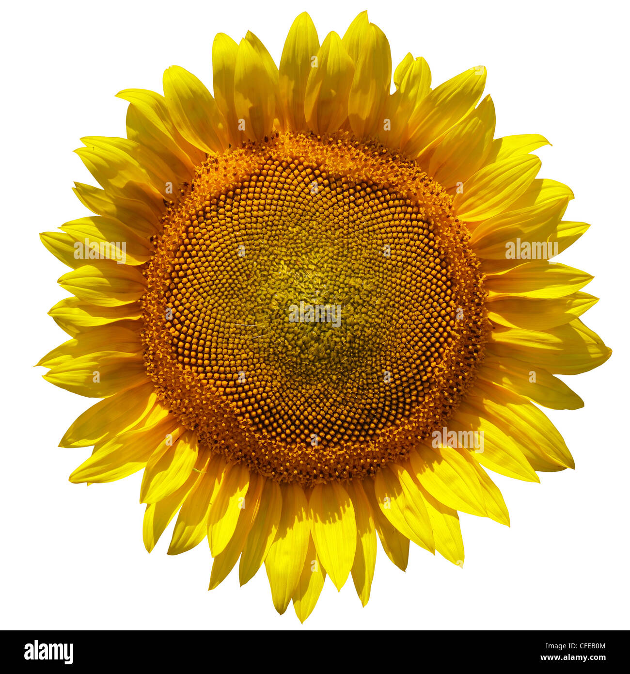 sunflower isolated on white background Stock Photo - Alamy