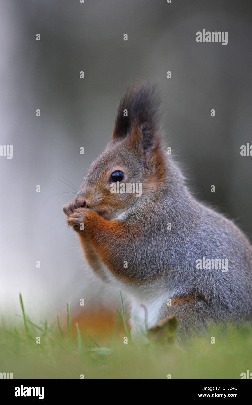 Red squirrel (Sciurus vulgaris) at autumn, already in winter coat. Europe Stock Photo